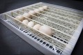Máy ấp trứng điều áp 100 trứng BALANCE LDI-100