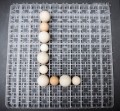 Máy ấp trứng 1000 trứng CONVECTION LIC-1000
