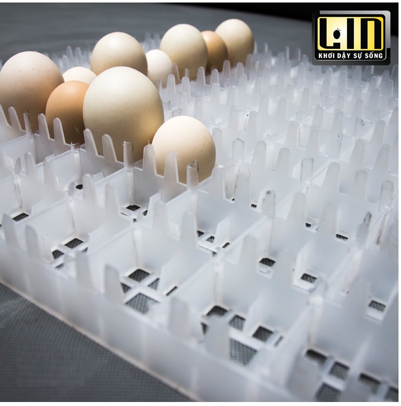 Máy ấp trứng 100 trứng Convection Lic-100